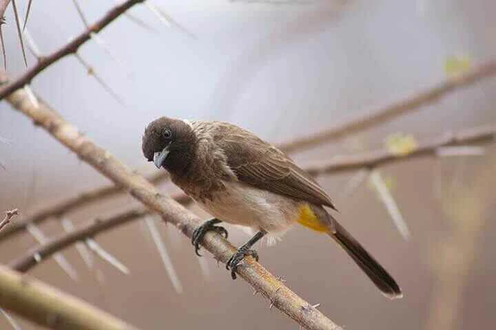 common bulbul